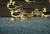 Caspian Gull at Hole Haven Creek (Steve Arlow) (69068 bytes)